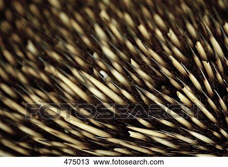 Stock Image - Close up of an echidna's bristles. Fotosearch