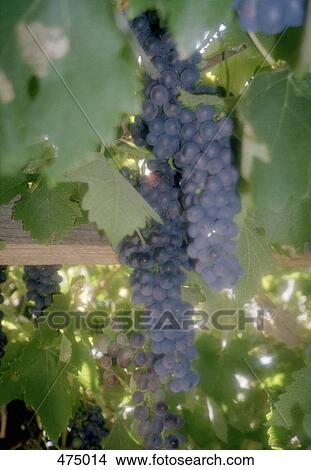 Picture - Grapes growing on a vine. Fotosearch