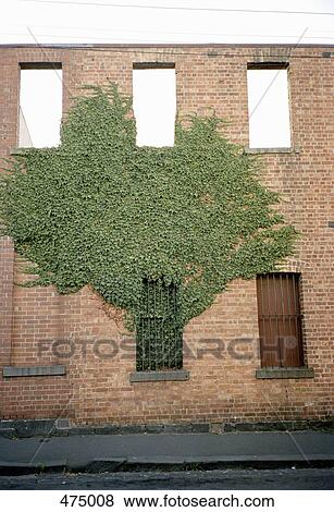 Ivy growing on the facade of a building View Large Photo Image Stock Photo - Ivy growing on the facade of a building. Fotosearch
