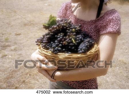 Midsection of a woman carrying a basket of grapes View Large Photo Image Stock Image - Midsection of a woman carrying a basket of grapes. Fotosearch
