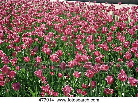 A flower bed of pink tulips View Large Photo Image Picture - A flower bed of pink tulips. Fotosearch