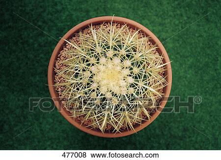 A potted cactus from above View Large Photo Image Stock Photo - A potted cactus from above. Fotosearch