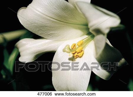 A white hibiscus flower View Large Photo Image Stock Photograph - A white hibiscus flower. Fotosearch