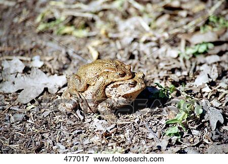 Stock Photo - Toads mating. Fotosearch