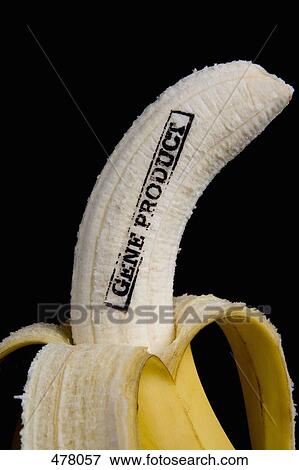 A banana stamped 'Gene Product' View Large Photo Image Stock Photo - A banana stamped 'Gene Product'. Fotosearch