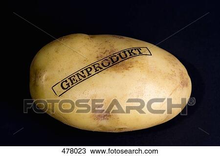 A genetically modified potato View Large Photo Image Stock Image - A genetically modified potato. Fotosearch