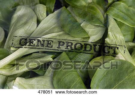 A packet of corn salad stamped 'Gene Product' View Large Photo Image Stock Image - A packet of corn salad stamped 'Gene Product'. Fotosearch