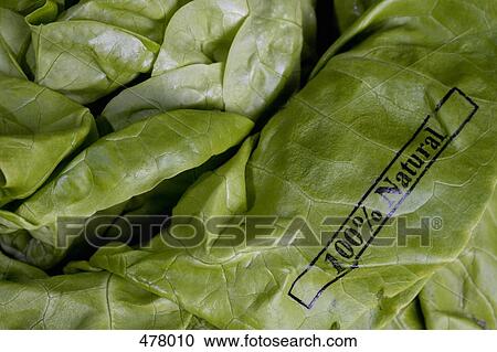 Butter lettuce stamped '100% Natural' View Large Photo Image Stock Image - Butter lettuce stamped '100% Natural'. Fotosearch