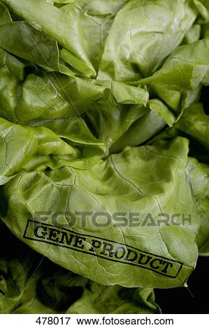 Stock Photo - Butter lettuce stamped 'Gene Product'. Fotosearch