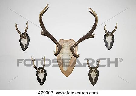 Stock Image - Animal skulls and antlers on a wall. Fotosearch