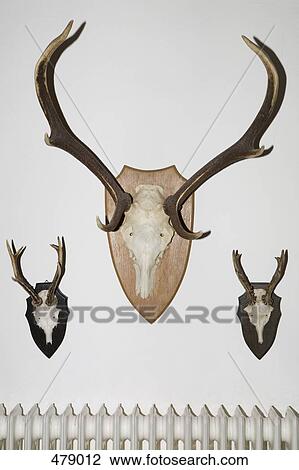 Stock Image - Animal skulls and antlers on a wall. Fotosearch