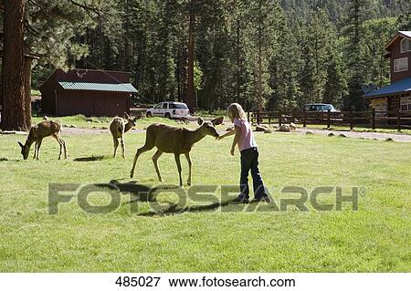 A young girl feeding deer View Large Photo Image Stock Photo - A young girl feeding deer. Fotosearch