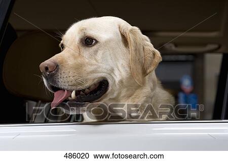 A Golden Labrador at an open car window View Large Photo Image Stock Image - A Golden Labrador at an open car window. Fotosearch