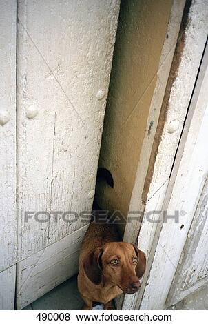 A brown dog in a doorway View Large Photo Image Stock Photo - A brown dog in a doorway. Fotosearch