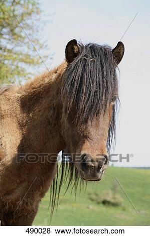 A brown horse in a field View Large Photo Image Stock Photo - A brown horse in a field. Fotosearch