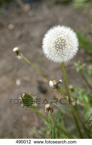 A dandelion View Large Photo Image Stock Image - A dandelion. Fotosearch