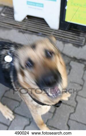 A German Shepherd barking View Large Photo Image Picture - A German Shepherd barking. Fotosearch