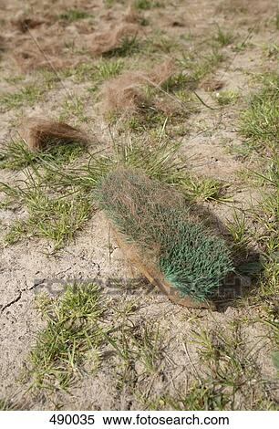A horse brush on the ground View Large Photo Image Stock Photography - A horse brush on the ground. Fotosearch