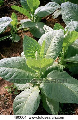 Detail of tobacco plants growing in a field View Large Photo Image Picture - Detail of tobacco plants growing in a field. Fotosearch