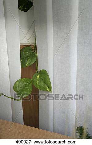 Leaves of a potted plant poking out between blinds View Large Photo Image Stock Photo - Leaves of a potted plant poking out between blinds. Fotosearch