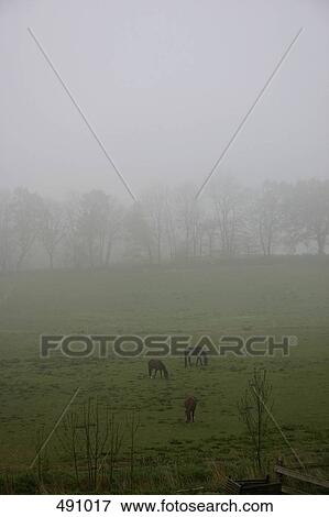 Fog over a horses in a field View Large Photo Image Stock Photo - Fog over a horses in a field. Fotosearch