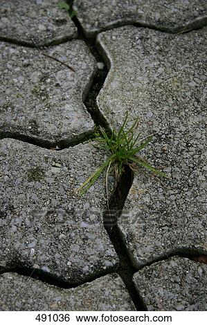 Stock Photograph - Grass growing through cracks in the pavement. Fotosearch