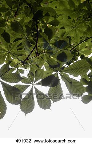 View of a tree from below View Large Photo Image Stock Image - View of a tree from below. Fotosearch