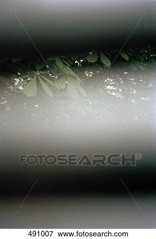 View through horizontal blinds of tree branches View Large Photo Image Stock Photo - View through horizontal blinds of tree branches. Fotosearch