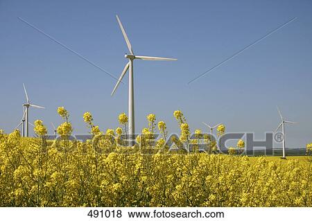 Wind turbines across a field of flowering oilseed rape (Brassica napus) View Large Photo Image Stock Photo - Wind turbines across a field of flowering oilseed rape (Brassica napus). Fotosearch