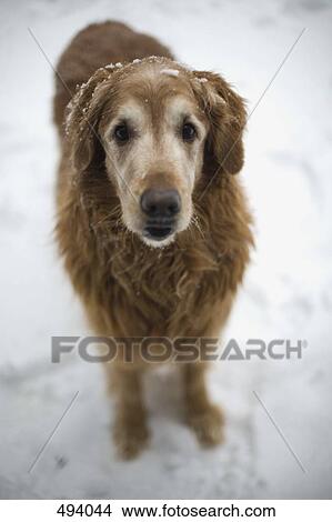 A brown dog in the snow View Large Photo Image Picture - A brown dog in the snow. Fotosearch