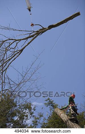 A crane removing a dead tree branch View Large Photo Image Picture - A crane removing a dead tree branch. Fotosearch