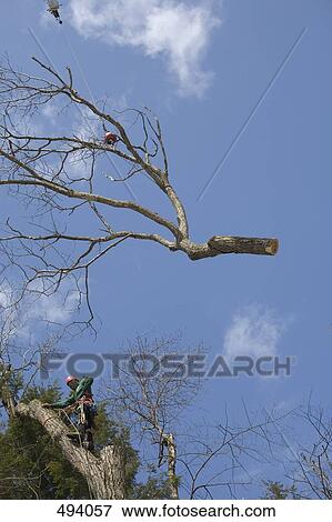 A crane removing a dead tree branch View Large Photo Image Stock Photo - A crane removing a dead tree branch. Fotosearch