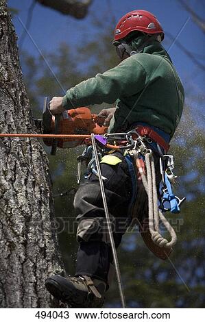 A man cutting a tree with a chainsaw View Large Photo Image Stock Image - A man cutting a tree with a chainsaw. Fotosearch