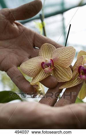 A man examining orchids in a greenhouse View Large Photo Image Stock Photo - A man examining orchids in a greenhouse. Fotosearch