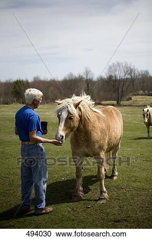 A man feeding a horse in a paddock View Large Photo Image Stock Image - A man feeding a horse in a paddock. Fotosearch