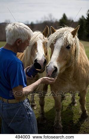A man feeding two horses in a paddock View Large Photo Image Stock Image - A man feeding two horses in a paddock. Fotosearch