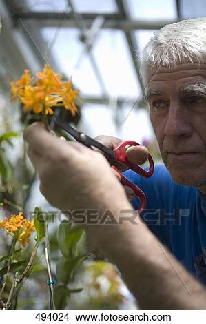 A man pruning flowers in a green house View Large Photo Image Picture - A man pruning flowers in a green house. Fotosearch