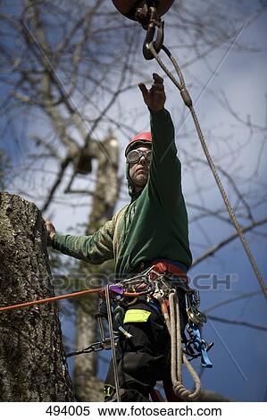 A tree surgeon reaching for a cable View Large Photo Image Stock Photography - A tree surgeon reaching for a cable. Fotosearch
