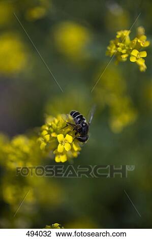 Detail of a bee pollinating a yellow flower View Large Photo Image Stock Image - Detail of a bee pollinating a yellow flower. Fotosearch