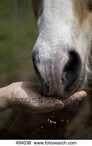 Detail of a man feeding a horse View Large Photo Image Stock Photo - Detail of a man feeding a horse. Fotosearch