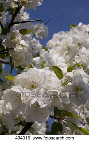 Detail of apple blossoms on a tree branch View Large Photo Image Stock Photograph - Detail of apple blossoms on a tree branch. Fotosearch