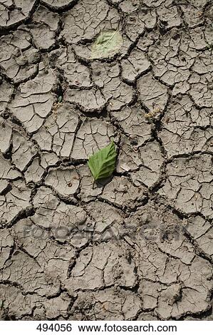 Green leaves on cracked mud View Large Photo Image Stock Photograph - Green leaves on cracked mud. Fotosearch