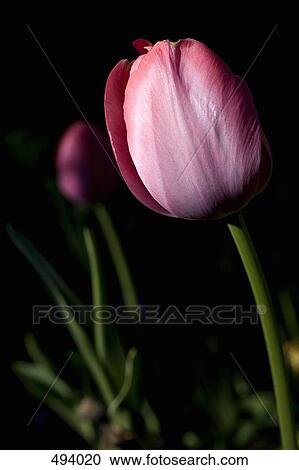 Pink tulips in a garden View Large Photo Image Stock Image - Pink tulips in a garden. Fotosearch
