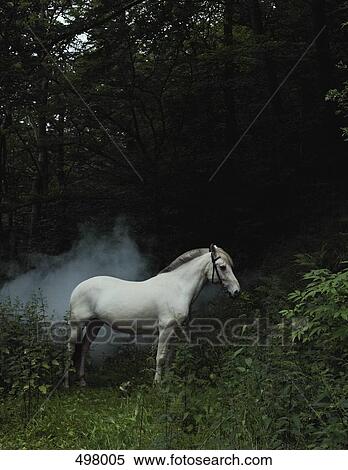 A white horse in a forest View Large Photo Image Stock Photography - A white horse in a forest. Fotosearch