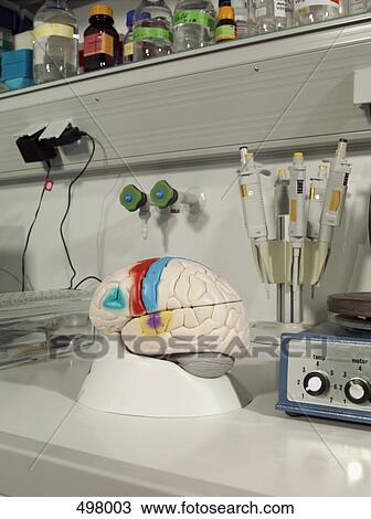 Stock Image - An anatomical model of a human brain in a laboratory. Fotosearch