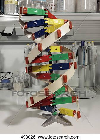 DNA model in a laboratory View Large Photo Image Stock Photograph - DNA model in a laboratory. Fotosearch