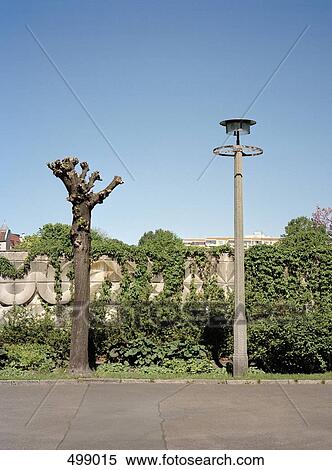 A street light next to a pruned tree on a roadside View Large Photo Image Stock Photography - A street light next to a pruned tree on a roadside. Fotosearch