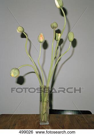 Poppies in a vase on a table View Large Photo Image Stock Photograph - Poppies in a vase on a table. Fotosearch