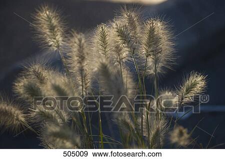 Stock Photo - Wild grass. Fotosearch