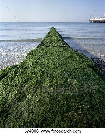 Breakwater covered with algae on Brighton Beach, England View Large Photo Image Stock Photograph - Breakwater covered with algae on Brighton Beach, England. Fotosearch